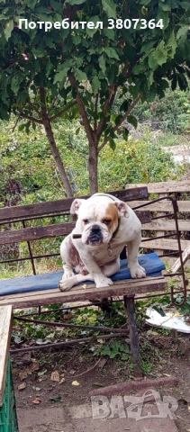 Свободен за разплод мъжки Английски булдог , снимка 10 - Английски булдог - 51313446