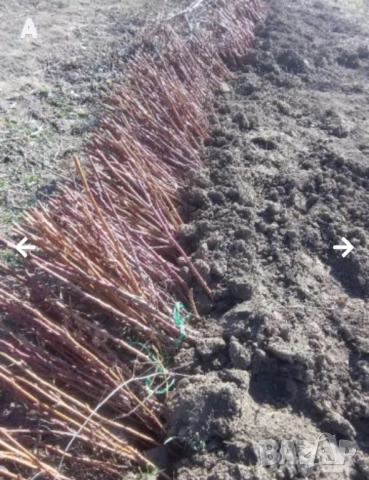 Продавам разсад малини сорт Херитидж, снимка 7 - Разсади - 51203461