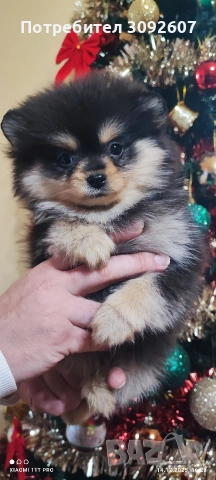 Померанче женско