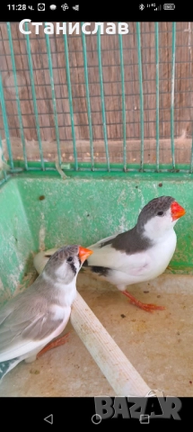 продавам папагали и маслини,финки, снимка 3 - Папагали - 52485011