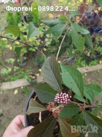 Каликарпа (Callicarpa, Beautyberry), снимка 5 - Разсади - 38273830