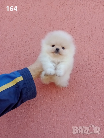 Миниатюрни мини миньони! Померани. Реални снимки! , снимка 12 - Померан - 52716338