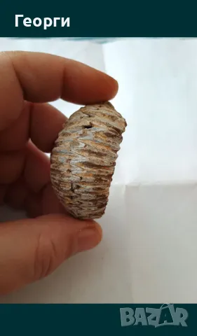 Фосил стрида, снимка 8 - Други ценни предмети - 50110044