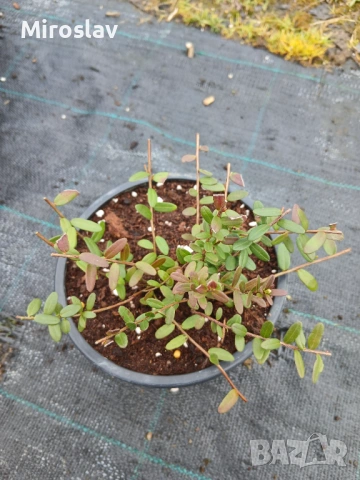 Червена Боровинка, снимка 8 - Градински цветя и растения - 54009213