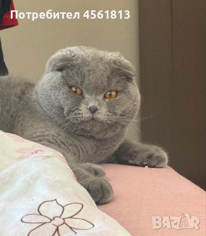 Шотландски клепоух търси дама 