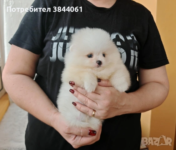 Мини померанчета , снимка 7 - Померан - 53223701