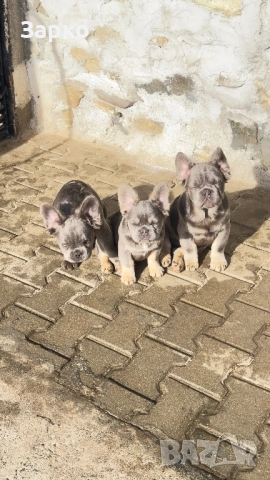 Френски булдог, снимка 5 - Френски булдог - 51228287