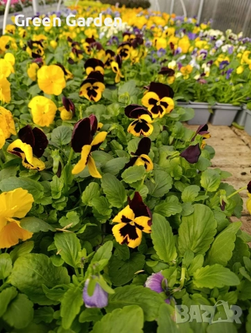 Теменужка Едроцветна, снимка 4 - Разсади - 52828092