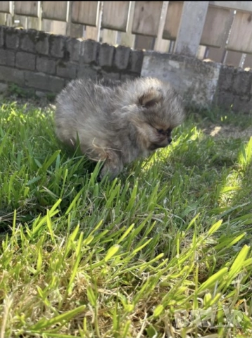 Померан, снимка 5 - Померан - 49131151