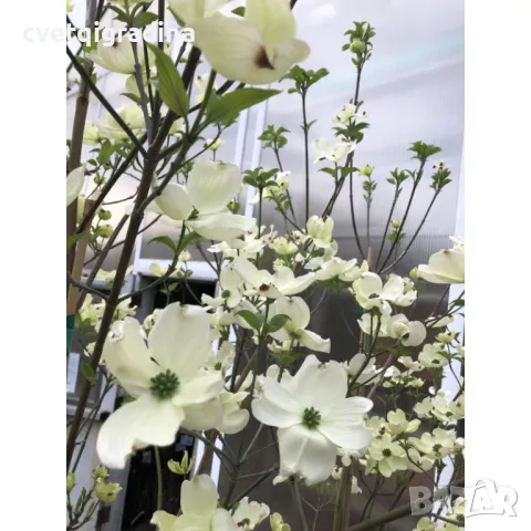 Cornus Florida-Корнус Флорида