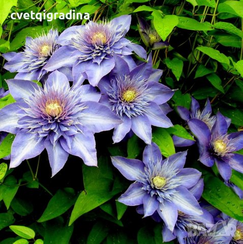 Clematis Multi Blue, снимка 4 - Градински цветя и растения - 39483861