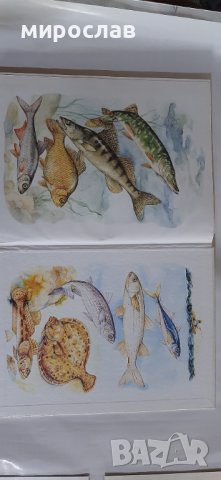 Българска риболовна енциклопедия, снимка 4 - Други ценни предмети - 44488248