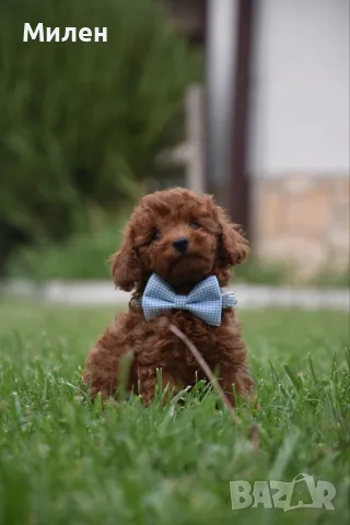 Той пудел Toy poodle, снимка 7 - Пудели - 55006000