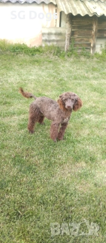 Пудел, снимка 7 - Пудели - 54322905