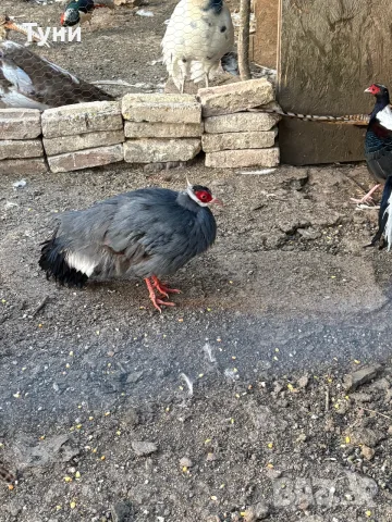 Ушат и седлат фазан 