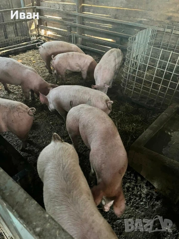 малки прасенца, снимка 5 - Прасета - 50174072