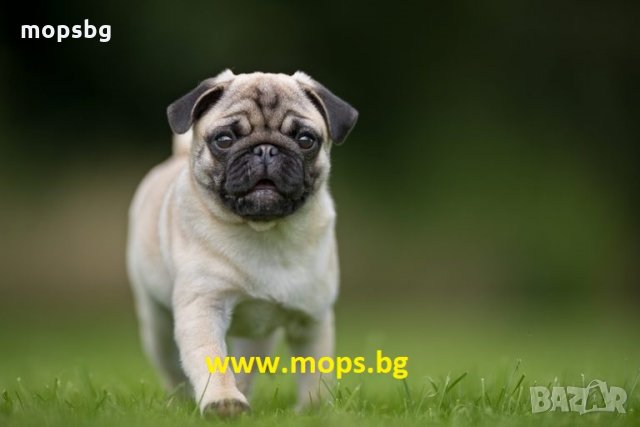 Чистокръвни кученца порода Мопс, снимка 6 - Мопс - 1662055