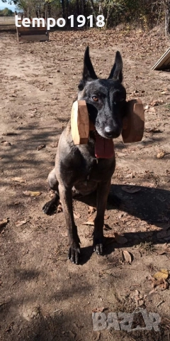 Белгийски Овчарки с Родословие, снимка 7 - Белгийска овчарка - 47358276