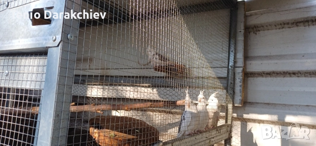 свобадни, снимка 3 - Папагали - 52853845