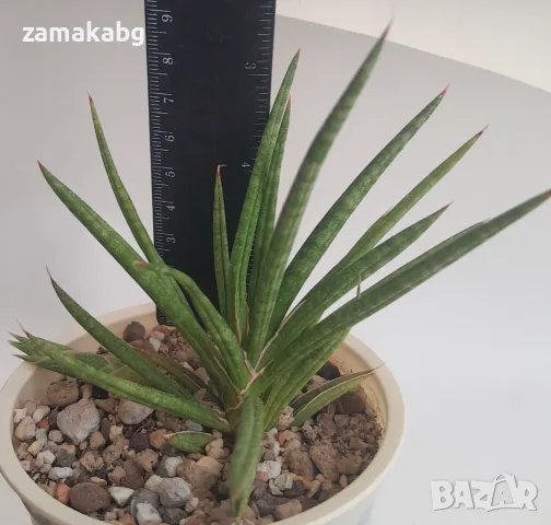Сансевиера (SANSEVIERIA JAPONESA, Sanseviera), сукулентно растение