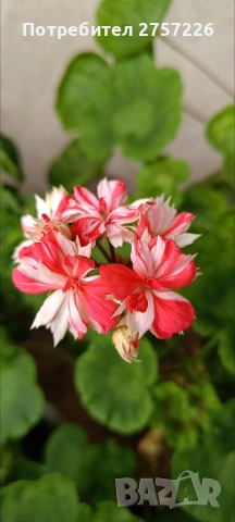 Pelargonium Mallorca 