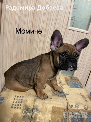 Френски булдог, снимка 3 - Френски булдог - 53711301