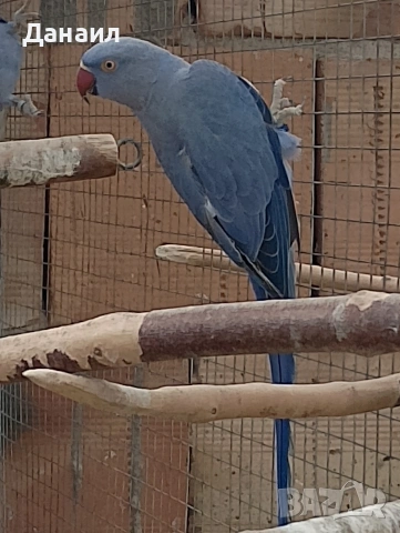 Малък Александър 