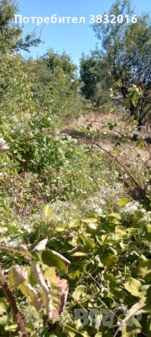 Парцел в с. Церово, общ.Лесичово, снимка 2 - Парцели - 42085585