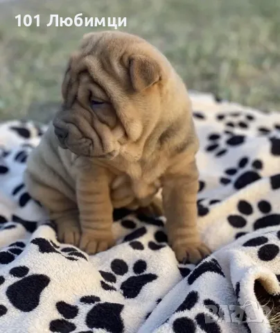 Шарпей , снимка 4 - Други - 47449461