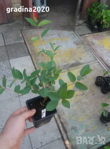 Лоницера Камчатика Зойка - Майска боровинка, снимка 6 - Разсади - 48785523