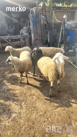 Продават се овце и шилета., снимка 2 - Овце - 52260562