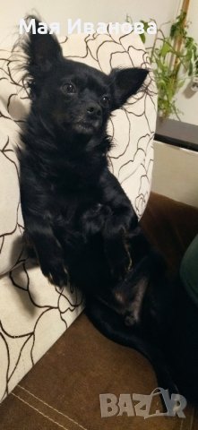 Търсим си дама за разплод , снимка 6 - Чихуахуа - 41342973