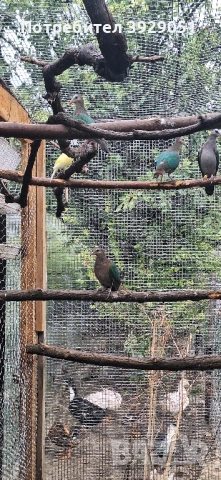 Продавам зеленокрили