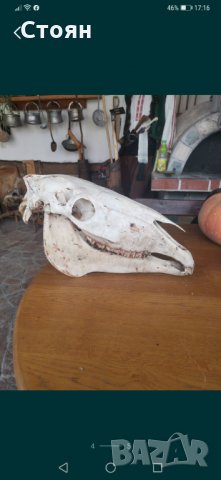 Череп на кон