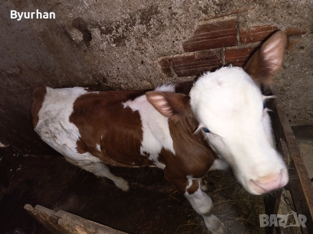 Теле монбилярд 