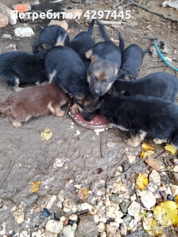 Малки немски овчарки , снимка 7 - Немска овчарка - 52682945