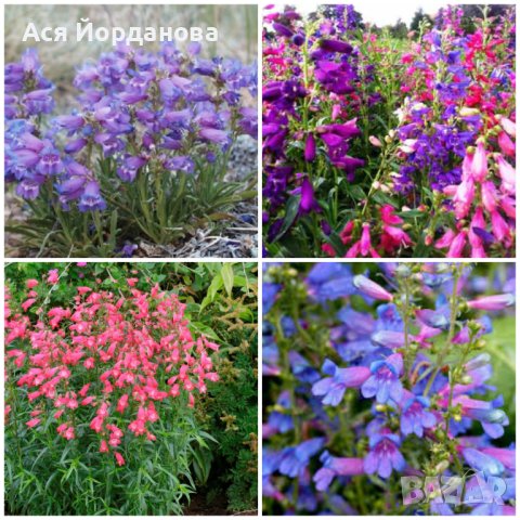Градински цветя и храсти, снимка 17 - Градински цветя и растения - 42084094