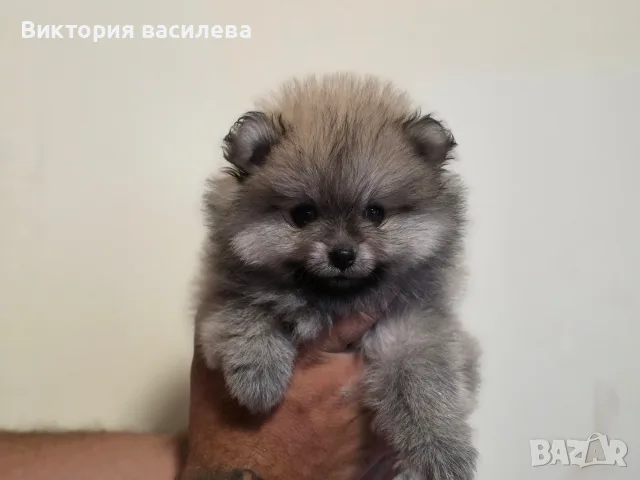 Померан Мъжкиии, снимка 2 - Померан - 55791883