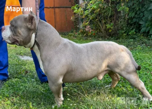 разменям Американско були покет, снимка 1