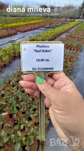 Фотиния Ред Робин, Photinia fr. Red Robin, снимка 6 - Градински цветя и растения - 49185099