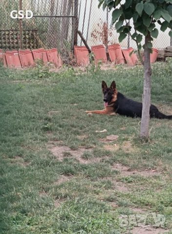 немска овчарка, снимка 4 - Немска овчарка - 49594494