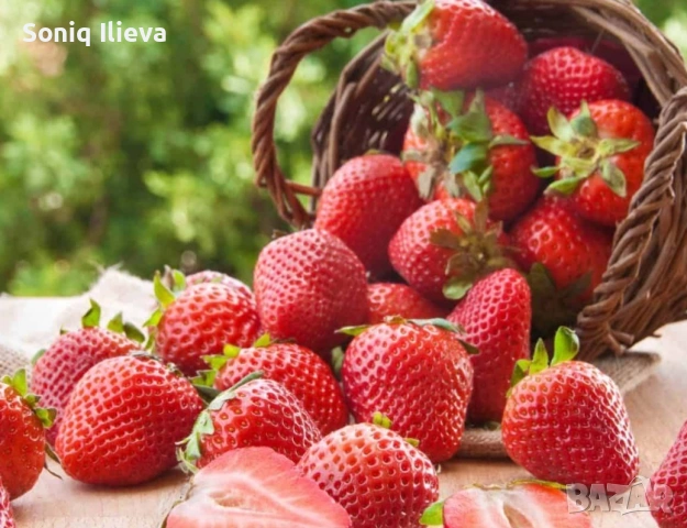 продавам разсад ягоди и малини , снимка 13 - Разсади - 53905721