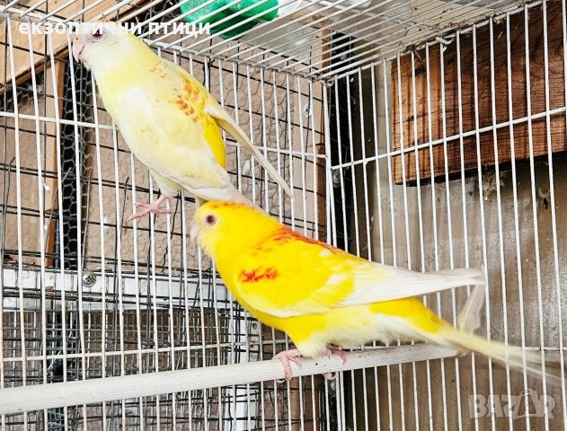 Продавам 3 двойки Пойни папагали , снимка 2 - Папагали - 52678971