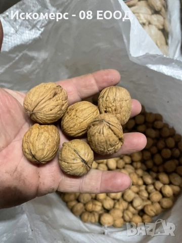 Продавам орехи чандлар, снимка 2 - Селскостопанска техника - 52032021