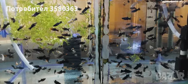 Декоративни рибки , снимка 3 - Рибки - 45019437