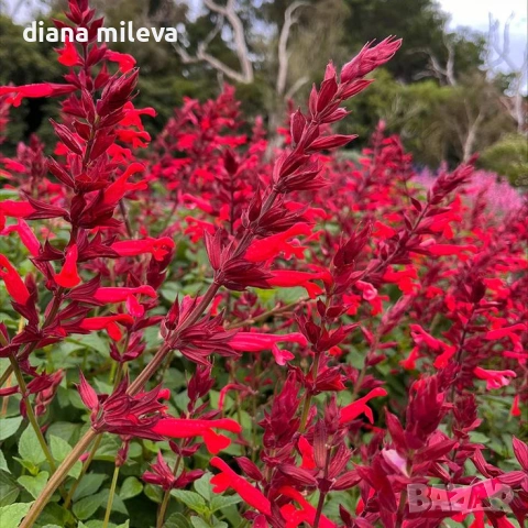 Салвия Червен Роман, Salvia Roman Red или по-известна като Градински чай!!