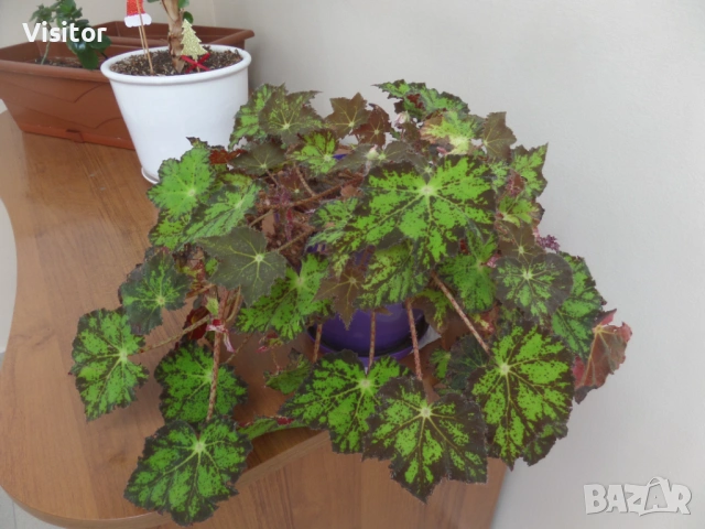 Samsung WB250F  14 мрХ, снимка 16 - Фотоапарати - 54186826