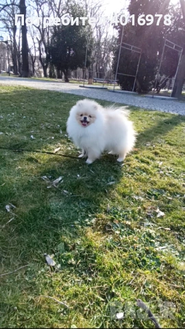 Померан Момче с Родословие 