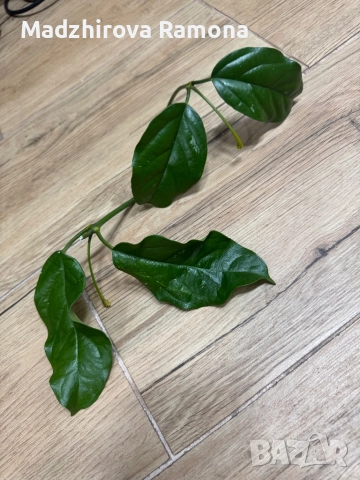Hoya Lasiantha , снимка 2 - Стайни растения - 52647250