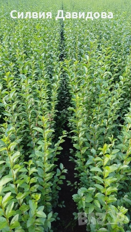 Лигуструм за жив плет , снимка 8 - Градински цветя и растения - 54153680